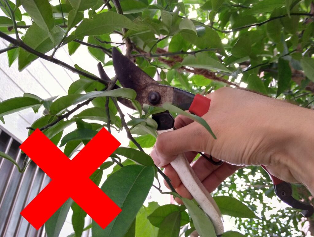 ユズは切らない