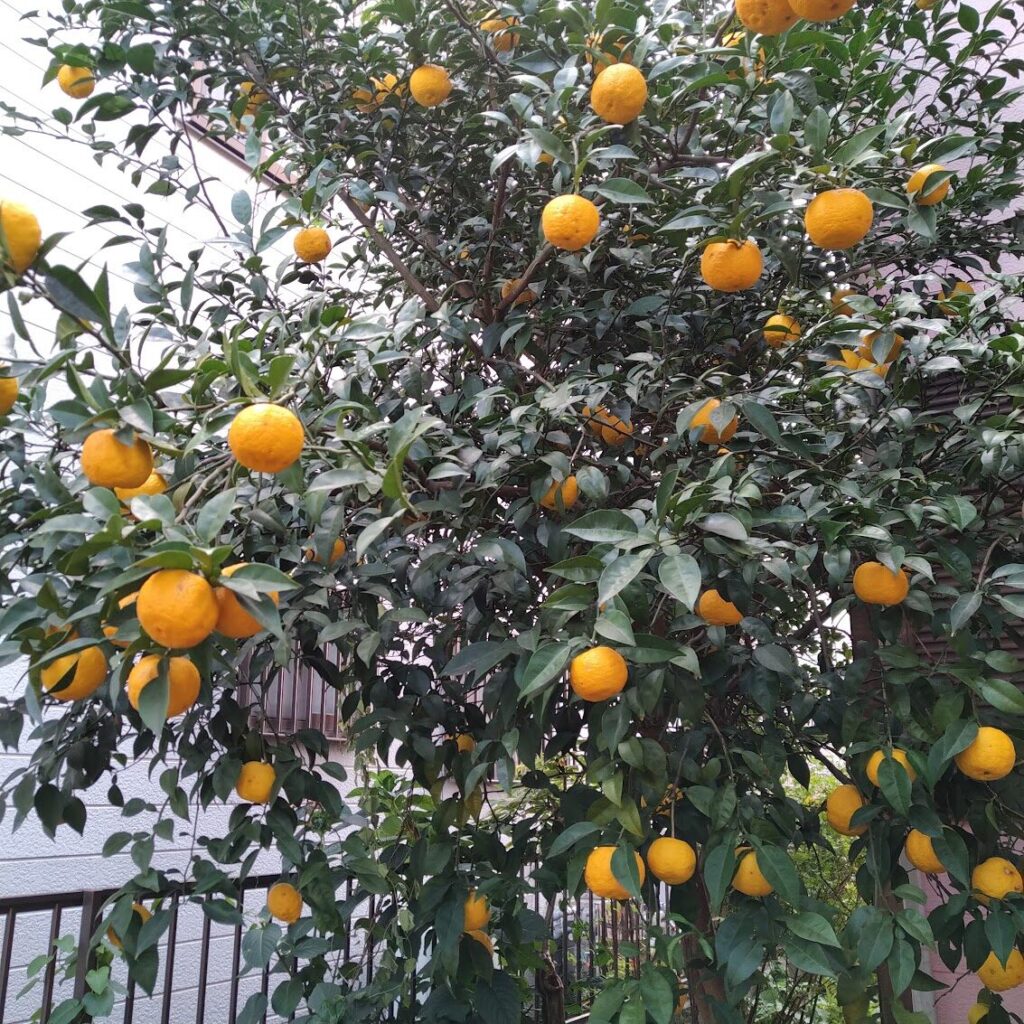 自宅のたくさんついたユズ