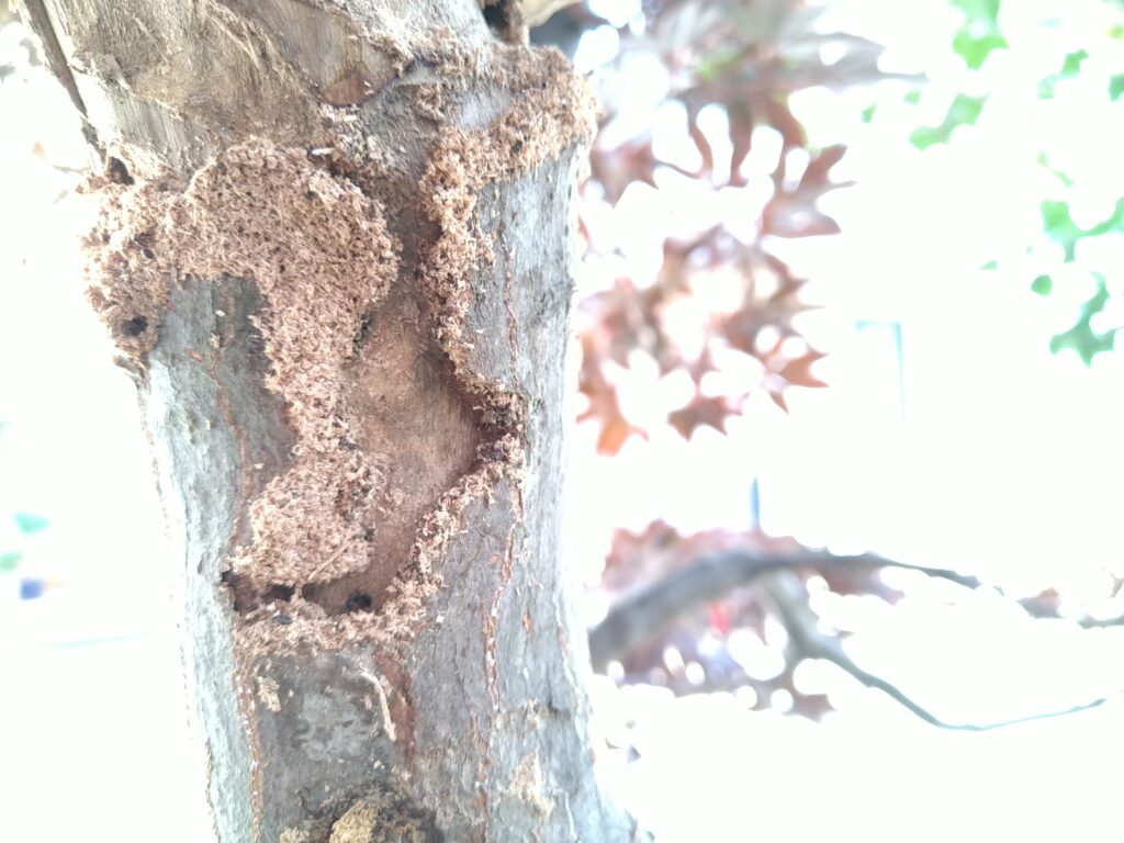 カエデ木の幹がアリの巣に