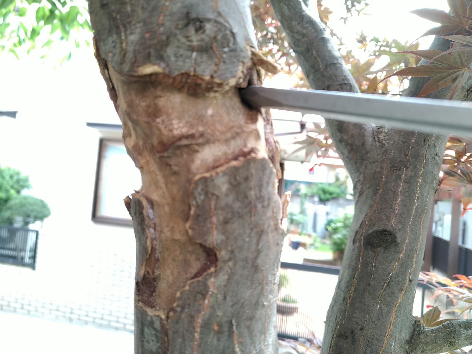 アリ を 木 に 登ら せ ない 方法