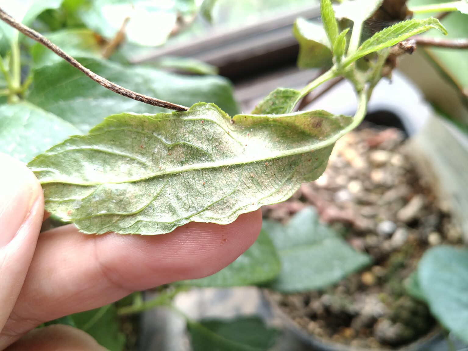 完全ハダニ駆除【無農薬】方法はレモンバームで決まり！
